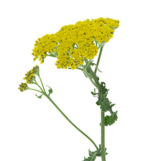 yarrow flower