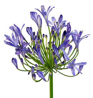 Agapanthus