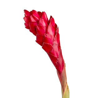 Torch Ginger - Alpinan