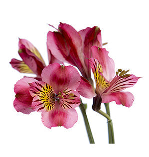 Alstroemeria