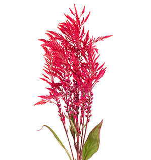 Amaranthus Red Spike