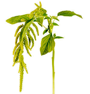 Amaranthus - Hanging