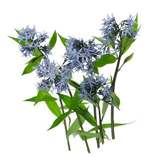 Amsonia - Bluestar