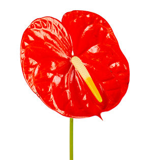 Anthurium