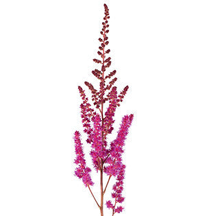 Astilbe