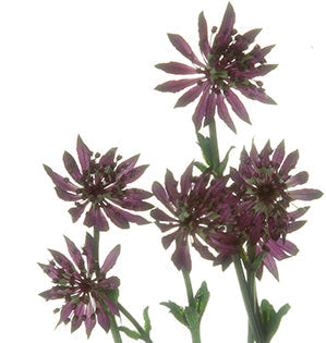 Astrantia - Masterwort