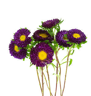 Aster - China Aster - Matsumoto Aster