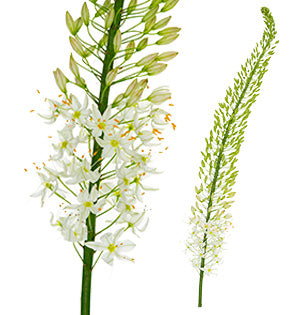 Eremurus, Foxtail Lily