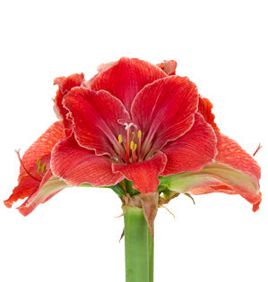 Amaryllis