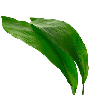 Aspidistra