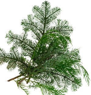 Evergreen Branches