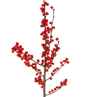 Ilex Berries - Winterberry