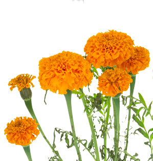 Marigold