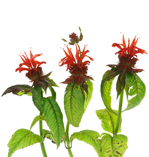 Bee Balm - Bergamot - Monarda