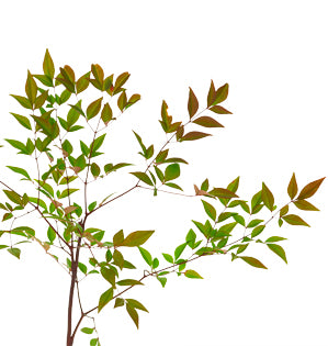 Nandina Foliage