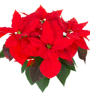 Poinsettia