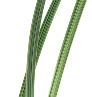 Ribbon Grass