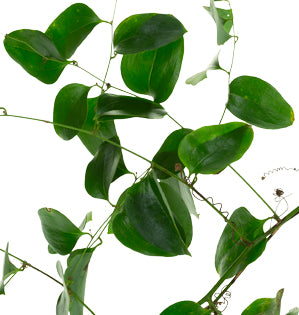 Southern Smilax