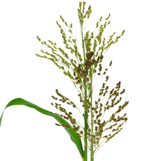 Sorghum - Millet