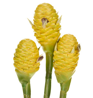 Beehive Ginger