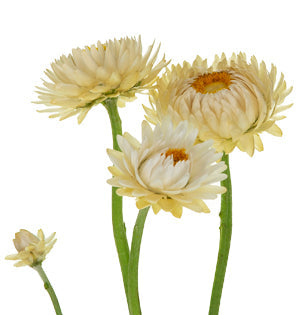 A detail image of Strawflower.