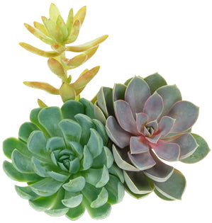 Succulents