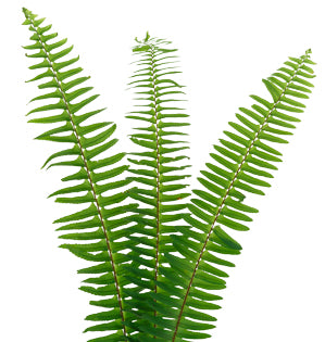 Sword Fern