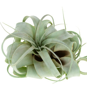 Tillandsia