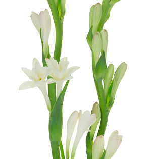 Tuberose