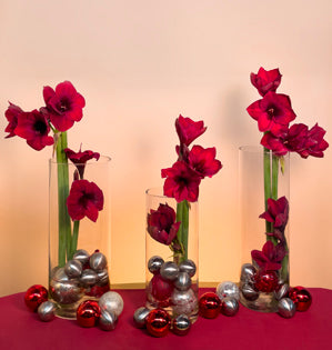 Exquisite Amaryllis blooms featured in tall glass vases and paired with festive ornaments.