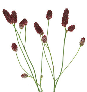 Sanguisorba