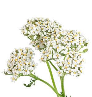 Achillea - Cottage Yarrow