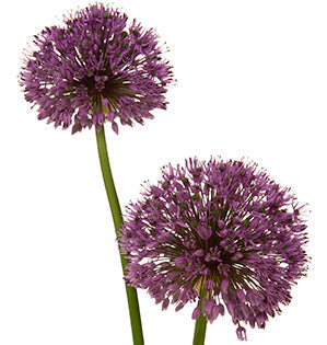 Allium